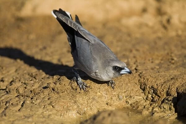 Black-faced Woodswallow drinking - Found almost right throughout Australia except for the southeastern coastal areas. Particularly common in drier inland areas. Near Mt Barnett, Gibb River Road, Kimberley, Western Australia