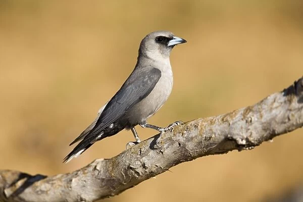 Black-faced Woodswallow perched - Near Mt Barnett, Gibb River Road, Kimberley, Western Australia