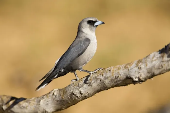 Framed Print : Black-faced Woodswallow perched - Near Mt Barnett, Gibb River Road, Kimberley, Western Australia Framed Print : Black-faced Woodswallow perched - Near Mt Barnett, Gibb River Road, Kimberley, Western Australia