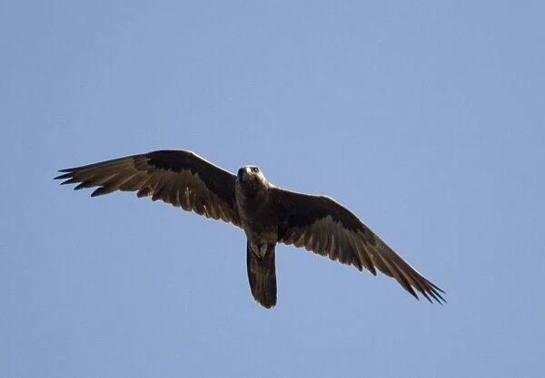 Black Falcon - An uncommon raptor of the arid interior. Will hunt near wet areas which attracts its prey of small birds. Flying over Munkayarra Claypan near Derby, Western Australia