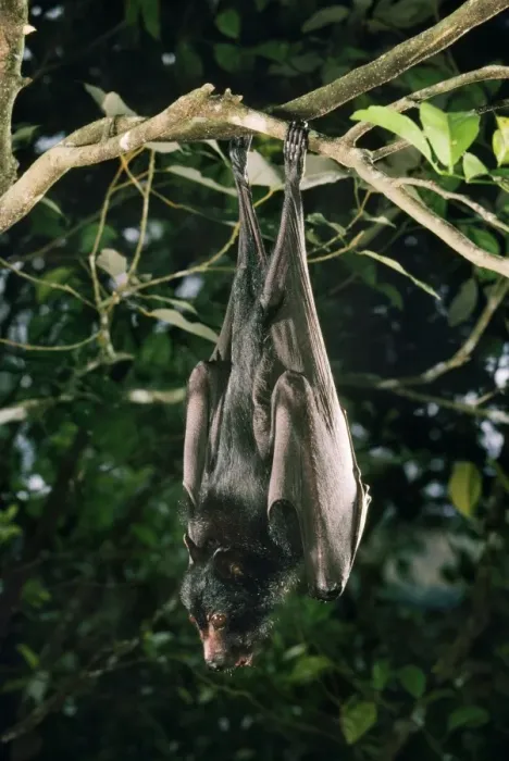 Framed Print : Black Flying Fox Framed Print : Black Flying Fox