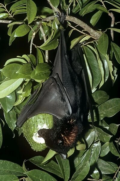 Black Flying Fox - Hanging upside down feeding on fruit. Northern Australia JPF01847