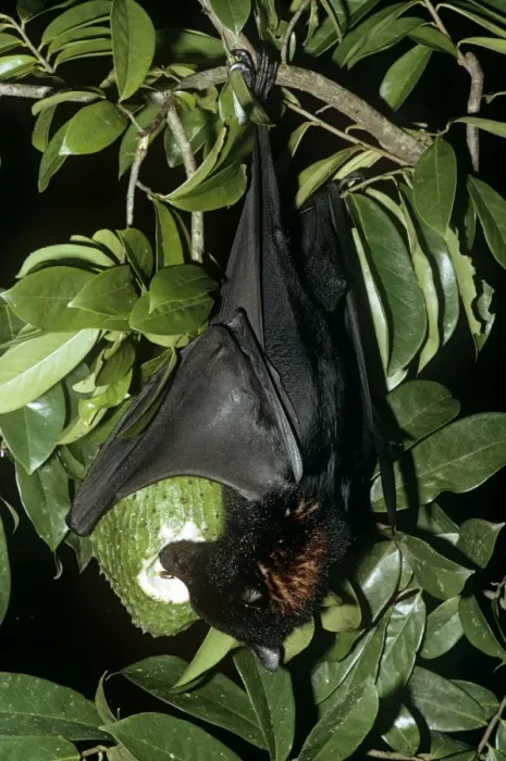 Framed Print : Black Flying Fox - Hanging upside down feeding on fruit. Northern Australia JPF01847 Framed Print : Black Flying Fox - Hanging upside down feeding on fruit. Northern Australia JPF01847
