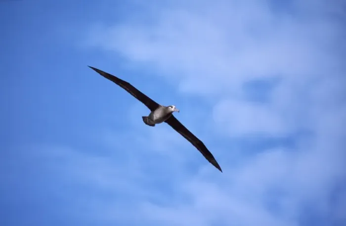 Framed Print : Black-footed Albatross - in flight Midway Pacific