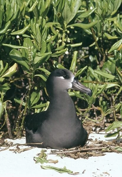Black-footed albatross - nesting