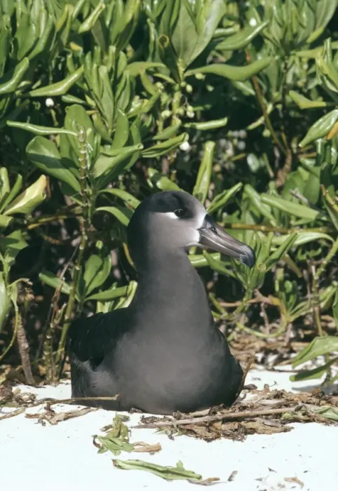 Framed Print : Black-footed albatross - nesting Framed Print : Black-footed albatross - nesting