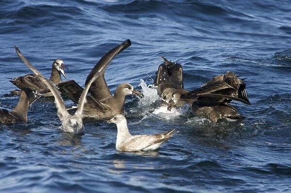 Black-footed albatrosses and juvenile gulls feeding on blubber that has floated to the surface while killer whales are feeding on the carcass of a Grey whale calf they killed earlier