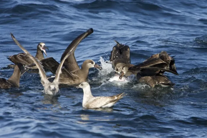 Framed Print : Black-footed albatrosses and juvenile gulls feeding on blubber that has floated to the surface while killer whales are feeding on the carcass of a Grey whale calf they killed earlier Framed Print : Black-footed albatrosses and juvenile gulls feeding on blubber that has floated to the surface while killer whales are feeding on the carcass of a Grey whale calf they killed earlier