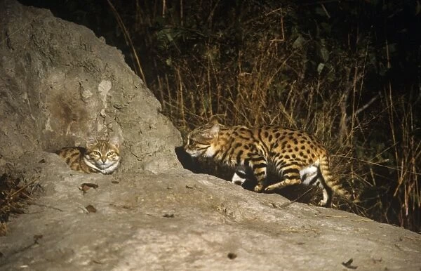 Black-footed Cat  /  Small Spotted Cat - at den Botswana Africa