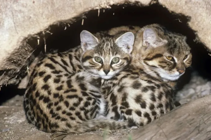 Framed Print : Black-footed Cat / Small Spotted Cat - at den Framed Print : Black-footed Cat / Small Spotted Cat - at den