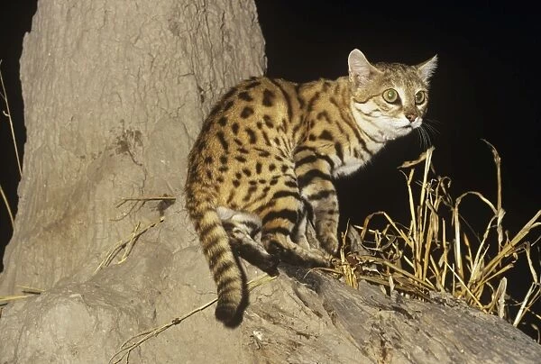 Black-footed Cat  /  Small Spotted Cat - showing black feet