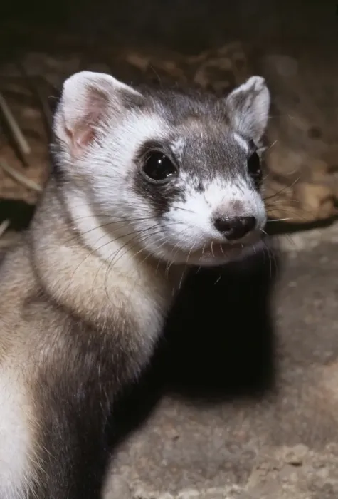 Framed Print : Black - Footed Ferret KEL 1083 Mustela nigripes - Norh Americas rarest animal. Praires of Wyoming USA © Ken Lucas ARDEA LONDON Framed Print : Black - Footed Ferret KEL 1083 Mustela nigripes - Norh Americas rarest animal. Praires of Wyoming USA © Ken Lucas ARDEA LONDON