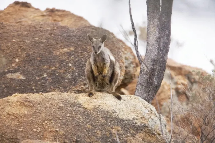 Framed Print : Black-footed Rock Wallaby  /  Black-flanked Rock Wallaby - On a rocky hill just north of Alice Springs near the Old Telegraph Station, Northern Territory, Australia