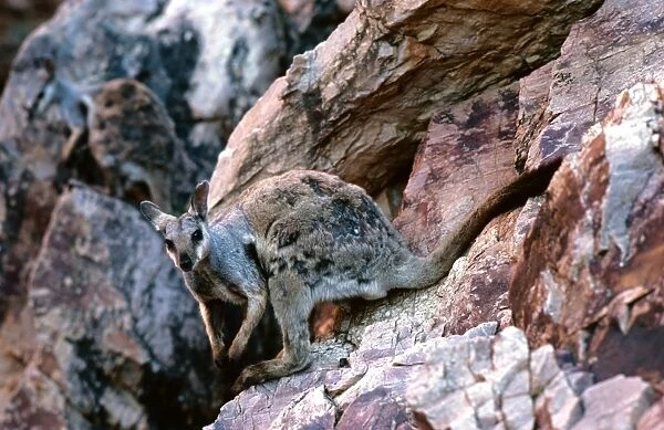 Black-footed Rock-Wallaby - Moulting - Simpsons Gap - West MacDonnell Ranges - Northern Territory, Australia JPF05515