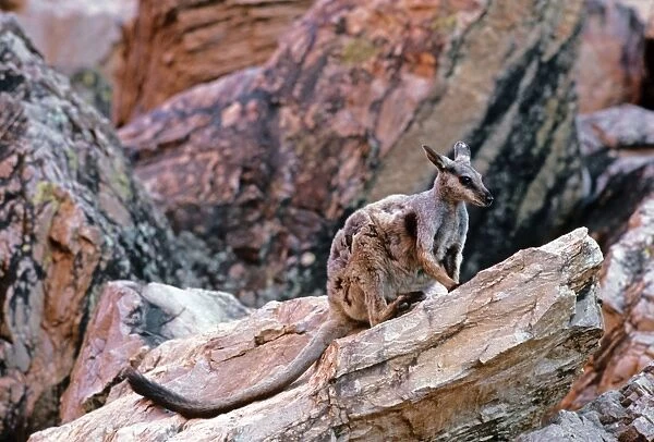 Black-footed Rock-Wallaby - Moulting - Simpsons Gap - West MacDonnell Ranges - Northern Territory - Australia JPF05511