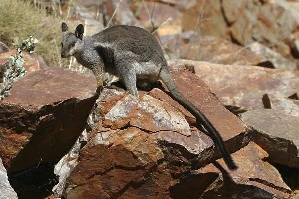 Black-footed Rock-wallaby Ormiston Gorge, West MacDonnell National Park, Nthn Territory, Australia