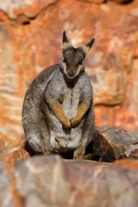 Framed Print : Black-footed Rock-wallaby - resting on top of steep cliff - West Macdonnell Range National Park, Northern Territory, Australia Framed Print : Black-footed Rock-wallaby - resting on top of steep cliff - West Macdonnell Range National Park, Northern Territory, Australia