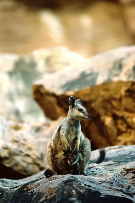 Framed Print : Black-footed Rock-Wallaby - On rock with young - Simpsons Gap - West MacDonnell Ranges, Northern Territory, Australia JPF00910