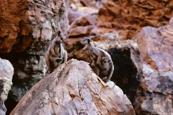 Framed Print : Black-footed Rock-Wallaby - Simpsons Gap - West MacDonnell Ranges, Northern Territory, Australia JPF05516 Framed Print : Black-footed Rock-Wallaby - Simpsons Gap - West MacDonnell Ranges, Northern Territory, Australia JPF05516