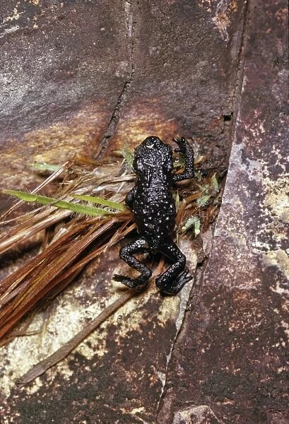 Black Frog (Oreophrynella quelchii), Roraima Summit, Venezuela, South America