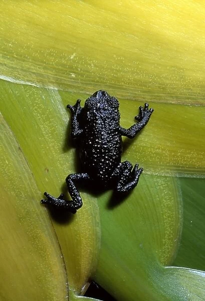 Black Frog - Roraima Summit, Venezuela, South America