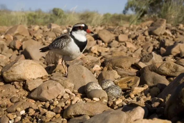 Framed Print : Black-fronted Dotterel Approaching its nest at Canteen Creek, central Northern Territory, Australia. Strangely this bird was incubating an egg sized and shaped stone Framed Print : Black-fronted Dotterel Approaching its nest at Canteen Creek, central Northern Territory, Australia. Strangely this bird was incubating an egg sized and shaped stone