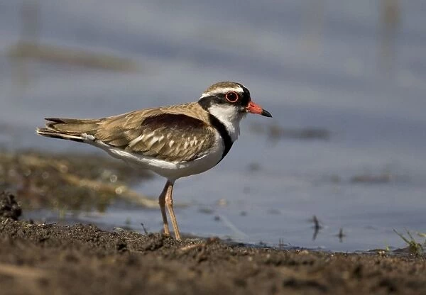 Black-fronted Dotterel At Munkayarra wetlands near Derby, Kimberley, Western Australia. Common and widespread throughout most of Australia wherever there is water, permanent or ephemeral