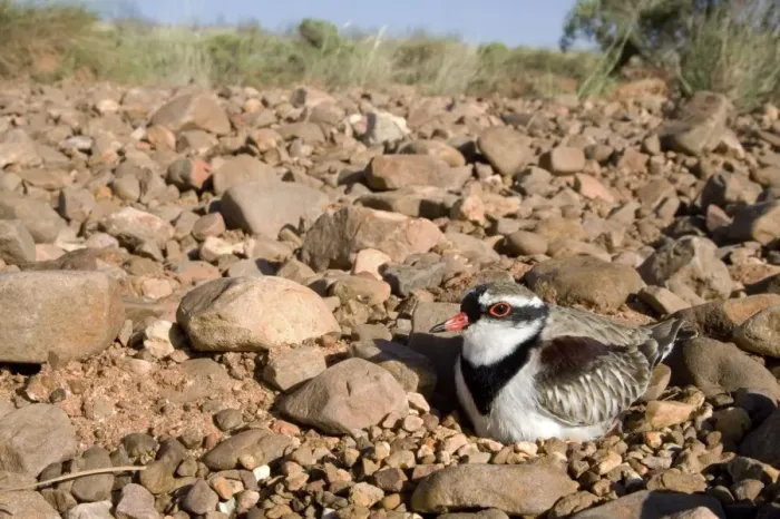 Framed Print : Black-fronted Dotterel Sitting on its nest at Canteen Creek, central Northern Territory, Australia Framed Print : Black-fronted Dotterel Sitting on its nest at Canteen Creek, central Northern Territory, Australia