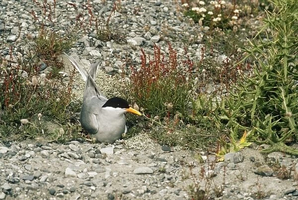Black-fronted Tern Cass River Delta, South Island, New Zealand. formerly: Chlidonias albostriatus