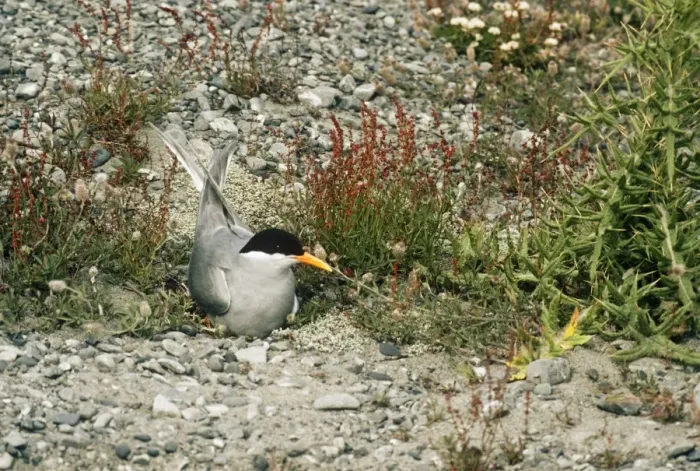 Framed Print : Black-fronted Tern Cass River Delta, South Island, New Zealand. formerly: Chlidonias albostriatus Framed Print : Black-fronted Tern Cass River Delta, South Island, New Zealand. formerly: Chlidonias albostriatus