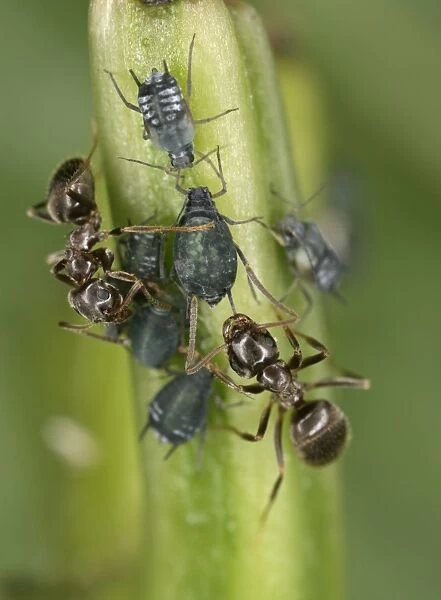 Black garden ant – 2 milking aphids Bedfordshire UK 001989