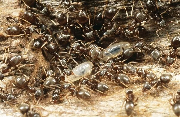 Black Garden Ant Dragging larvae to safety, UK