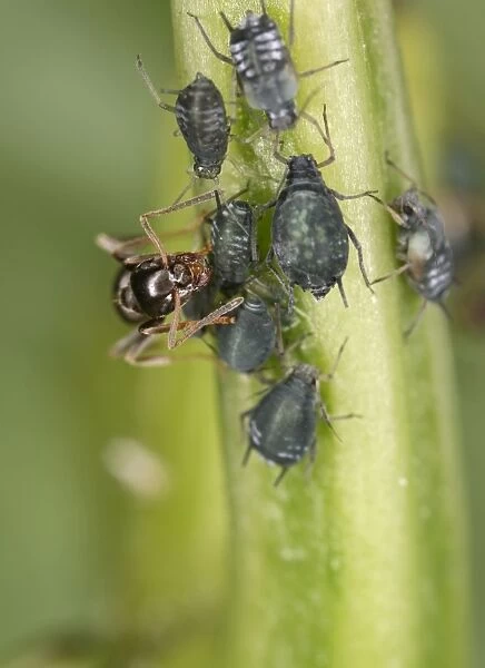 Black garden ant – milking aphid Bedfordshire UK 001988