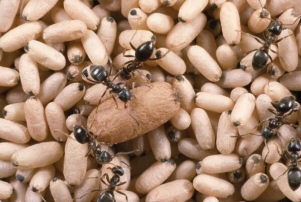 Black Garden Ant - nest with pupae - UK