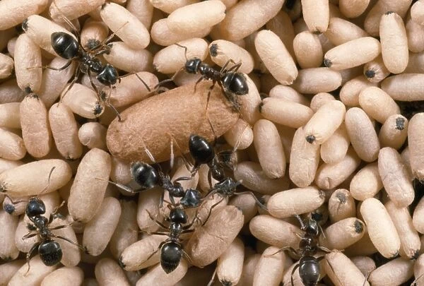 Black Garden Ant - nest with pupae - UK