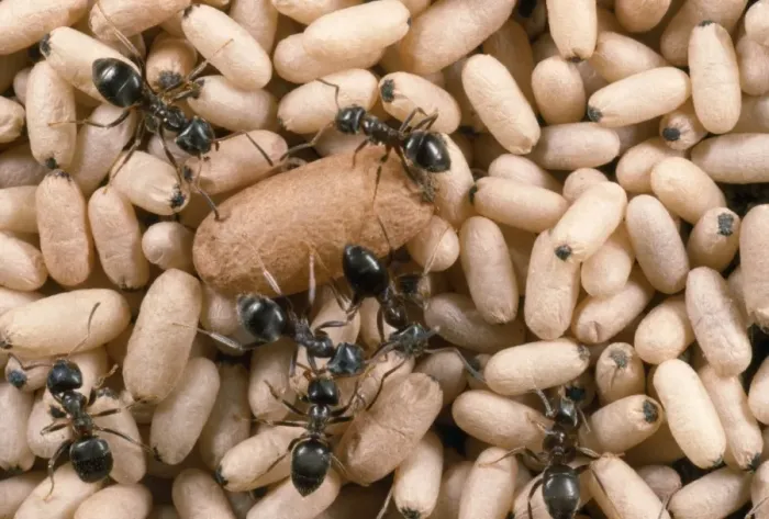Framed Print : Black Garden Ant - nest with pupae - UK Framed Print : Black Garden Ant - nest with pupae - UK