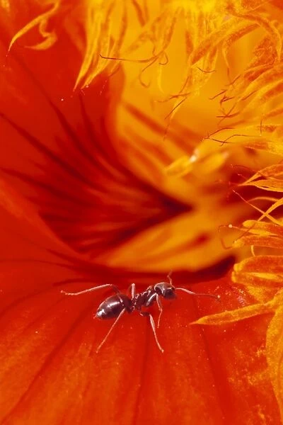 Black Garden Ant - on petal, UK