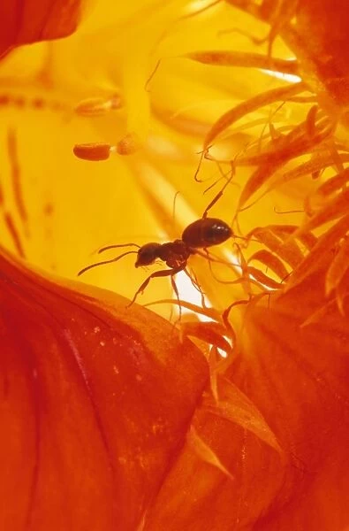 Black Garden Ants SPH 2431 UK Lasius niger © Steve Hopkin  /  ARDEA LONDON
