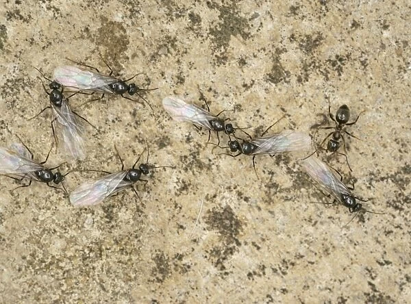 Black garden ants – winged leaving nest Bedfordshire UK 002005
