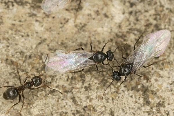 Black garden ants – winged queens with worker Bedfordshire UK 002006