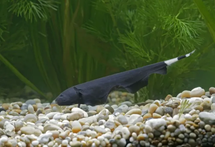 Framed Print : Black Ghost Knifefish – side view on bottom by weeds Dist:s America UK Framed Print : Black Ghost Knifefish – side view on bottom by weeds Dist:s America UK
