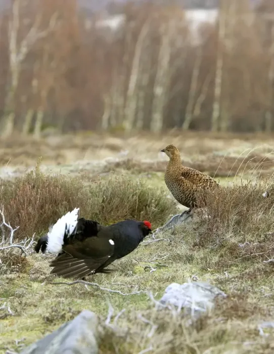 Framed Print : Black Grouse - Cock and Hen Framed Print : Black Grouse - Cock and Hen