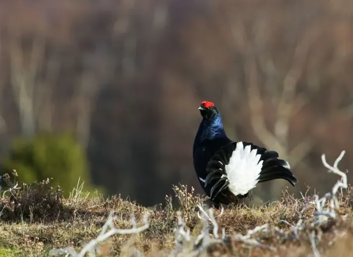 Framed Print : Black Grouse -Cock on lek early morning - Moorland - April - Scotland UK Framed Print : Black Grouse -Cock on lek early morning - Moorland - April - Scotland UK