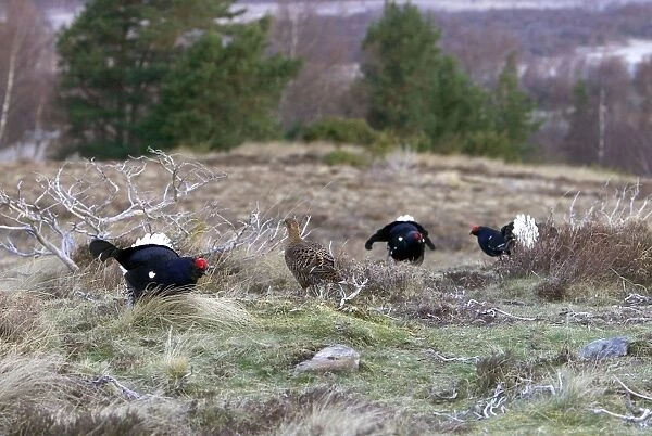 Black Grouse -Cocks and Grey hen on lek early morning - Moorland - April - Scotand UK