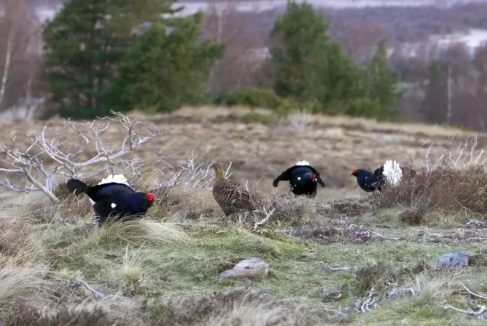 Framed Print : Black Grouse -Cocks and Grey hen on lek early morning - Moorland - April - Scotand UK Framed Print : Black Grouse -Cocks and Grey hen on lek early morning - Moorland - April - Scotand UK