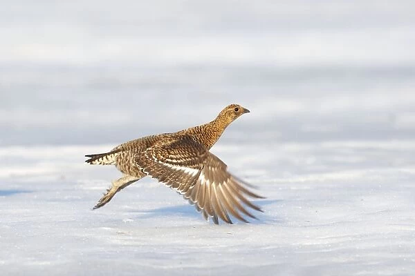 Black Grouse - female in flight above snow - Sweden
