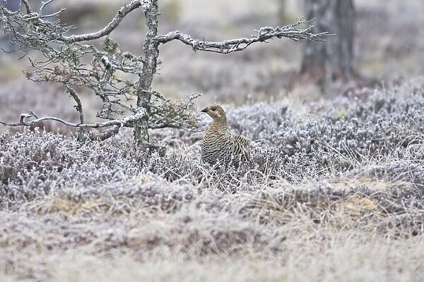 Black Grouse - female on frost covered ground - Sweden