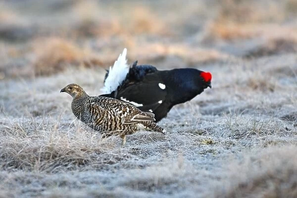 Black Grouse - female and male on frost covered ground - Sweden