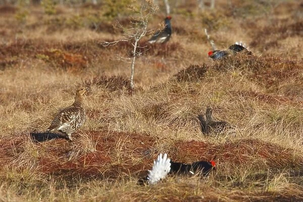 Black Grouse - female and males - Sweden