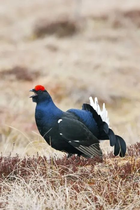 Framed Print : Black Grouse - male calling - Sweden Framed Print : Black Grouse - male calling - Sweden
